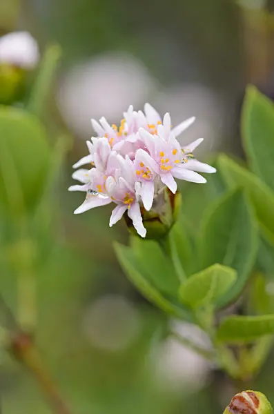 534362 - Pompom tree (Dais cotinifolia)