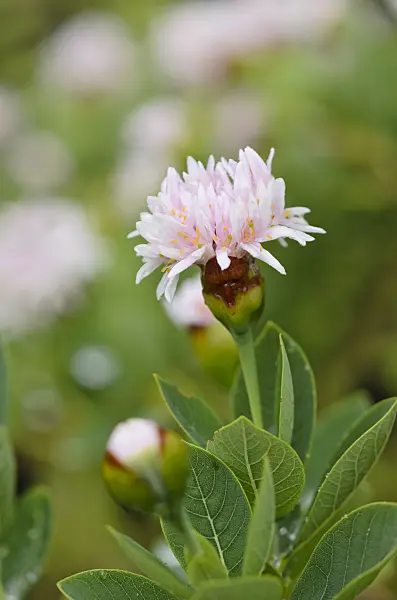 534363 - Pompom tree (Dais cotinifolia)
