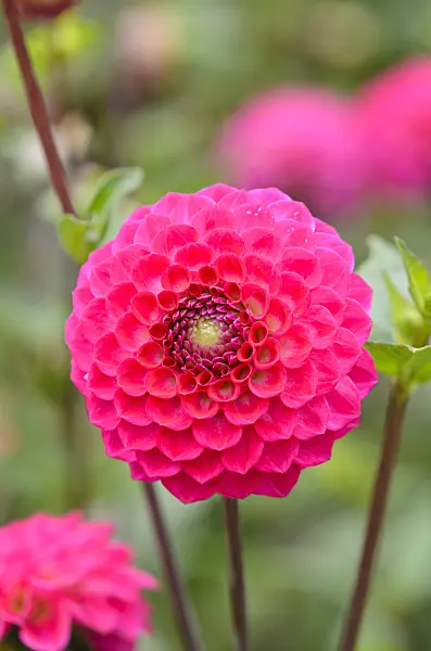 536071 - Pompon dahlia (Dahlia Fatima)