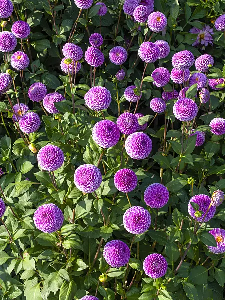 441180 - Pompon dahlia (Dahlia Franz Kafka)
