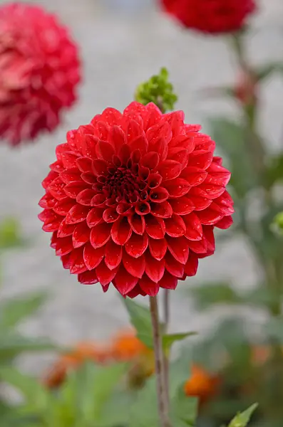 524045 - Pompon dahlia (Dahlia Hans Peter Cornils)