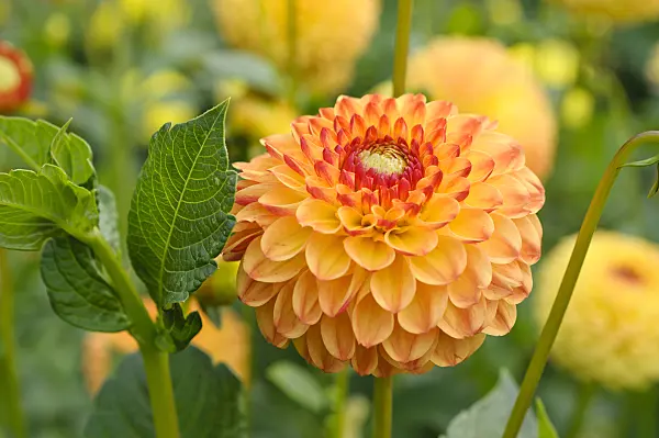 476138 - Pompon dahlia (Dahlia Sunny Boy)