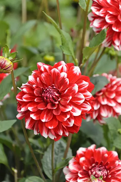 487145 - Pompon dahlia (Dahlia Zakuro Hime)