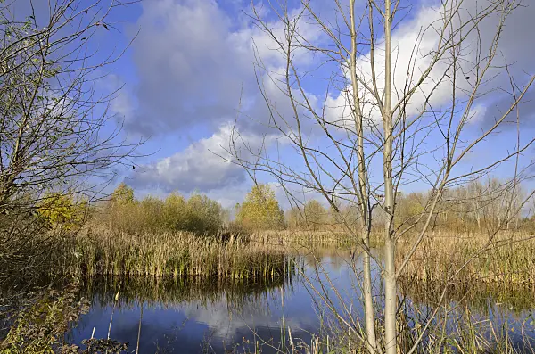 526032 - Pond on a former sewage farm near Hobrechtsfelde, Berlin, Germany