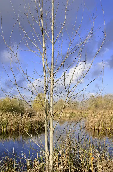 526034 - Pond on a former sewage farm near Hobrechtsfelde, Berlin, Germany