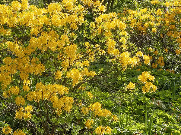 413018 - Pontic azalea (Rhododendron luteum)
