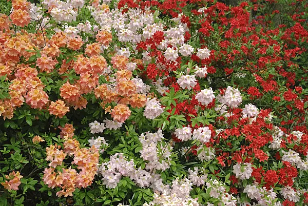 454070 - Pontic azalea (Rhododendron luteum)
