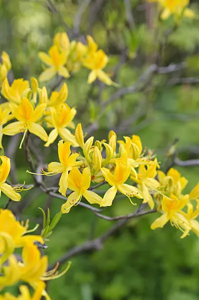 484077 - Pontic azalea (Rhododendron luteum)