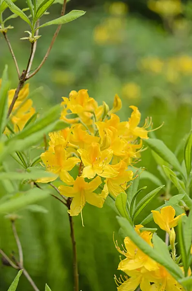 520173 - Pontic azalea (Rhododendron luteum)