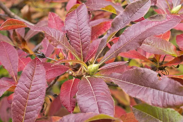 549187 - Pontic azalea (Rhododendron luteum)