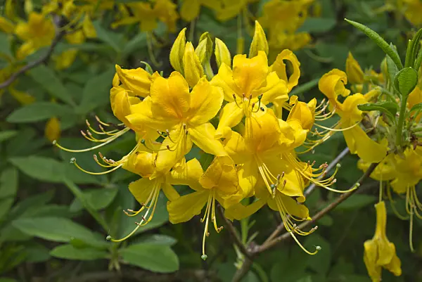 556116 - Pontic azalea (Rhododendron luteum)
