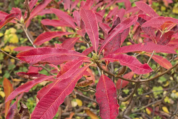 562014 - Pontic azalea (Rhododendron luteum)