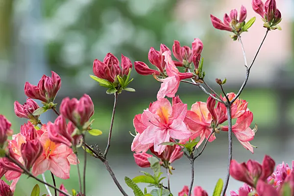 664365 - Pontic azalea (Rhododendron luteum 'Cecile')