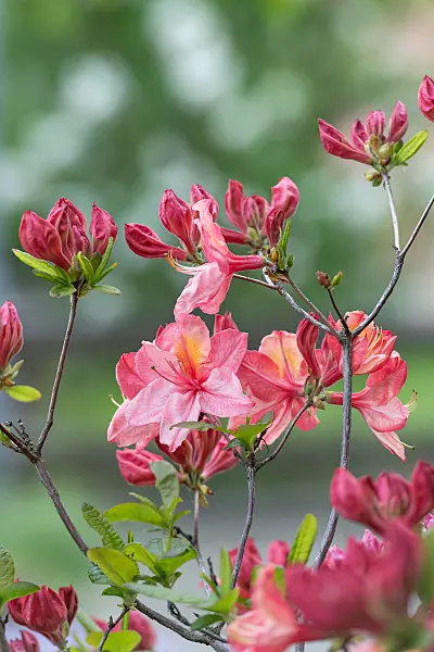 664366 - Pontic azalea (Rhododendron luteum 'Cecile')