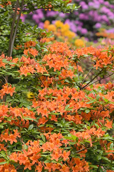 520488 - Pontic azalea (Rhododendron luteum 'Coccinea Speciosa')