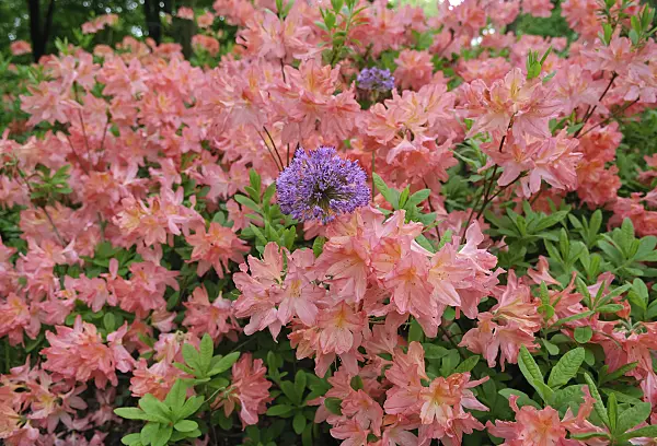 454069 - Pontic azalea (Rhododendron luteum 'Dante Gabriel Rosetti')