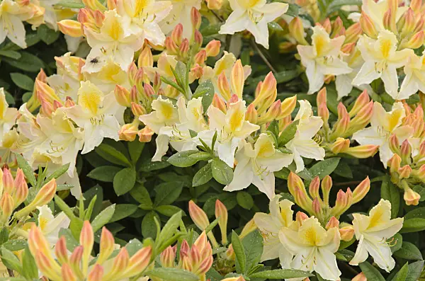 520373 - Pontic azalea (Rhododendron luteum 'Daviesii')