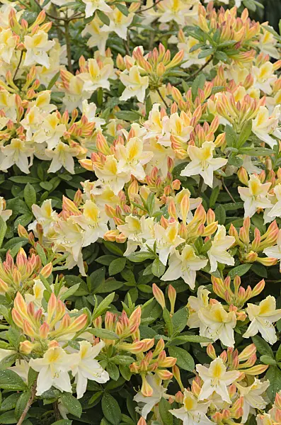 520374 - Pontic azalea (Rhododendron luteum 'Daviesii')