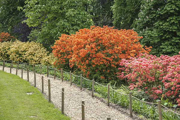 547271 - Pontic azalea (Rhododendron luteum 'Golden Eagle', Rhododendron luteum 'Homebush' and Rhododendron luteum 'Narcissiflora')