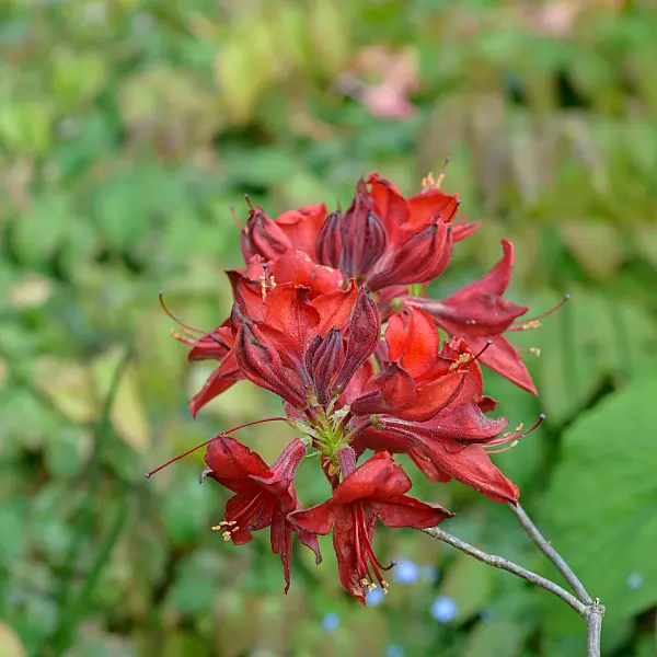 675339 - Pontic azalea (Rhododendron luteum 'Nabucco')
