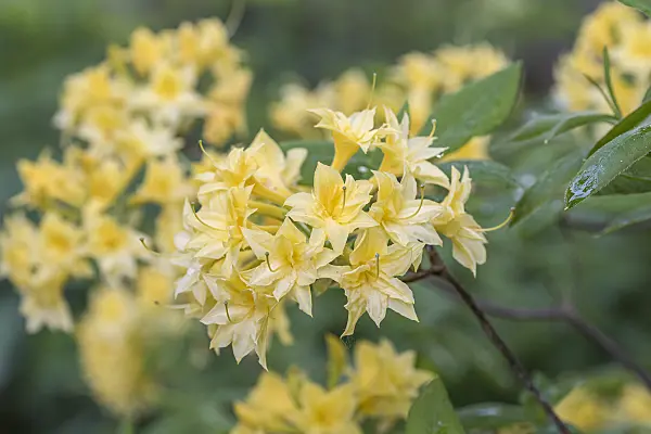 638263 - Pontic azalea (Rhododendron luteum 'Narcissiflora')
