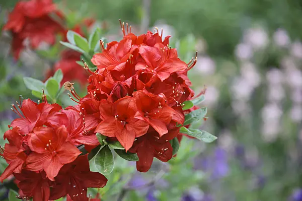 517225 - Pontic azalea (Rhododendron luteum 'Parkfeuer')