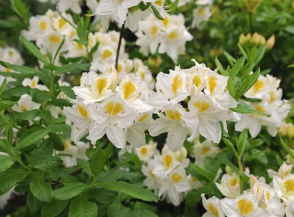 454071 - Pontic azalea (Rhododendron luteum 'Persil')