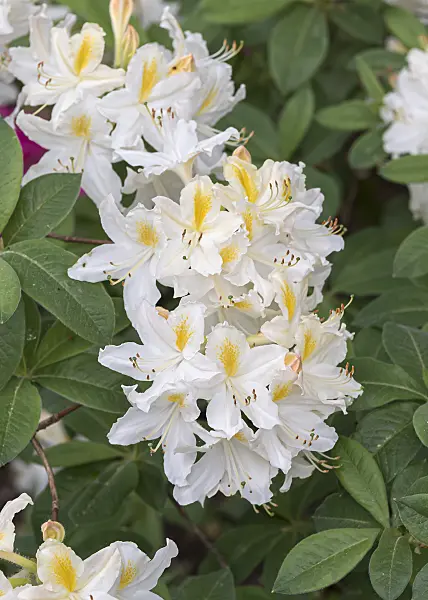 651475 - Pontic azalea (Rhododendron luteum 'Persil')