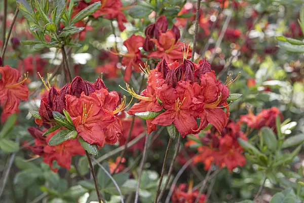 651476 - Pontic azalea (Rhododendron luteum 'Royal Command')