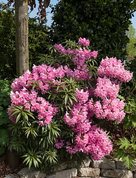 664367 - Pontic rhododendron (Rhododendron ponticum 'Graziella')