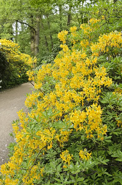 520177 - Pontische Azalee (Rhododendron luteum)