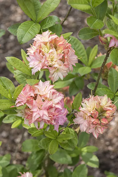 638297 - Pontische Azalee (Rhododendron luteum 'Wedding Bouquet')