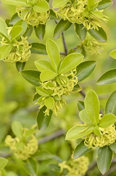 531138 - Pontischer Seidelbast (Daphne pontica)