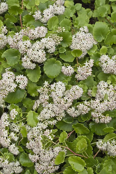 511248 - Poplar-leaved stonecrop (Sedum populifolium syn. Hylotelephium populifolium)