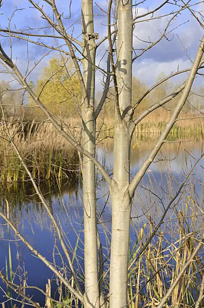 526035 - Poplar (Populus) and common reed (Phragmites australis) at a pond on a former sewage farm near Hobrechtsfelde, Berlin, Germany