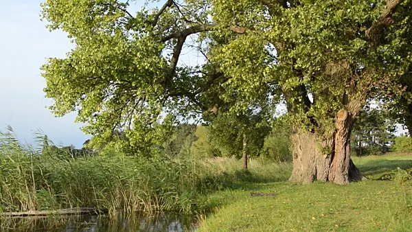 499115 - Poplar (Populus) at Lake Feisnecksee, Müritz National Park, Germany