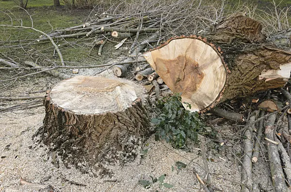 527059 - Poplar (Populus) with heart rot