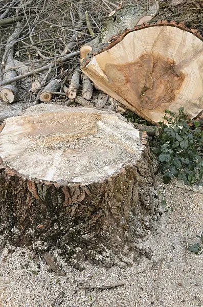 527060 - Poplar (Populus) with heart rot