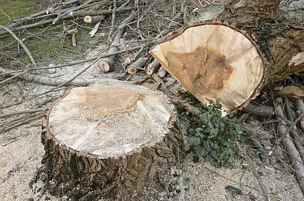 527061 - Poplar (Populus) with heart rot