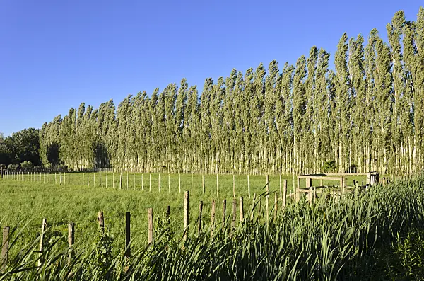 557108 - Poplars (Populus) as windscreen, Camargue, France