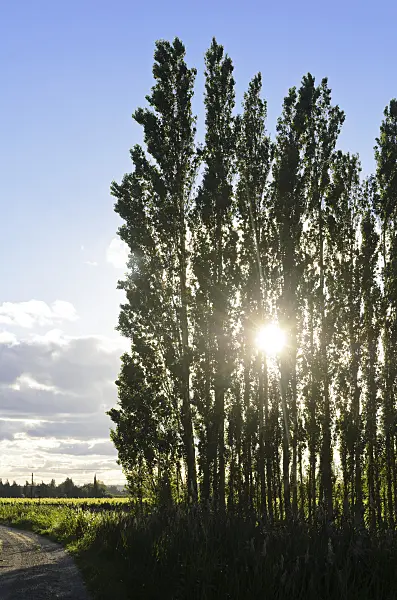 557110 - Poplars (Populus) as windscreen, Camargue, France