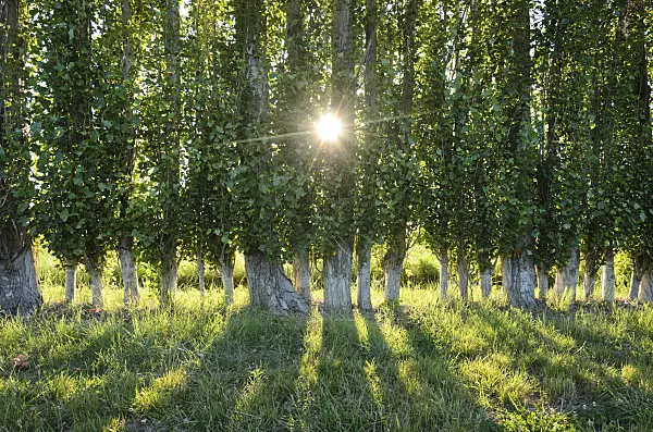 557258 - Poplars (Populus) as windscreen, Camargue, France