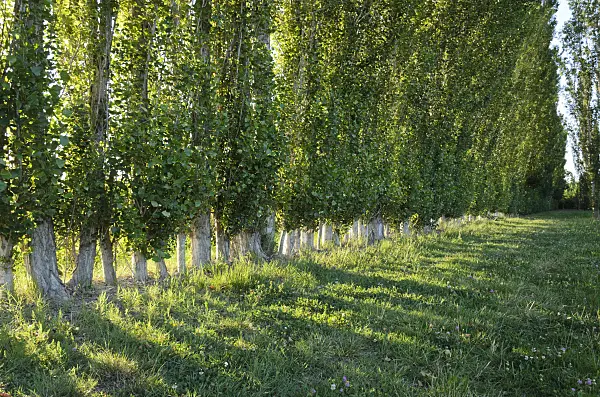 557259 - Poplars (Populus) as windscreen, Camargue, France