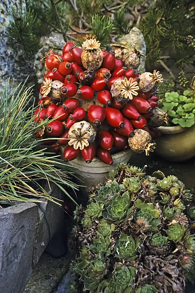 383077 - Poppy seed capsules with rose hips in a flower pot