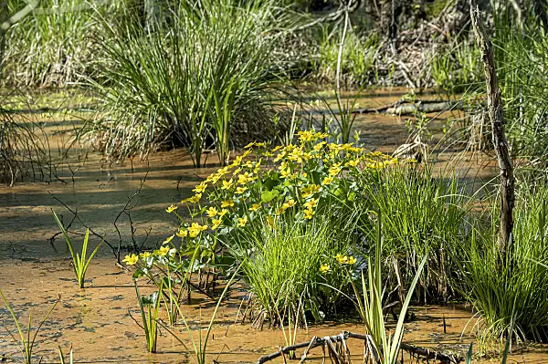 651132 - Populage des marais (Caltha palustris)