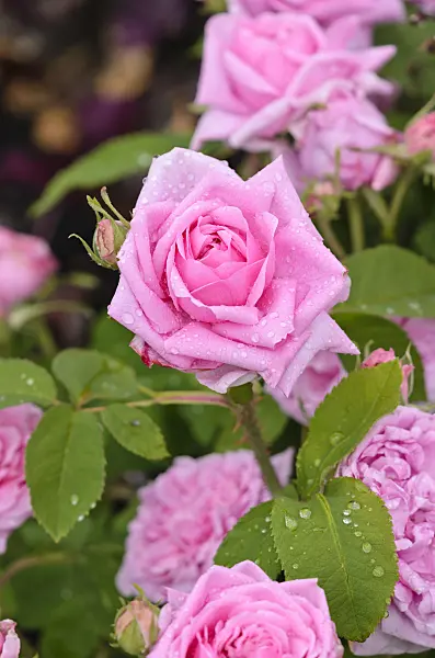 521255 - Portlandrose (Rosa Mme Boll)