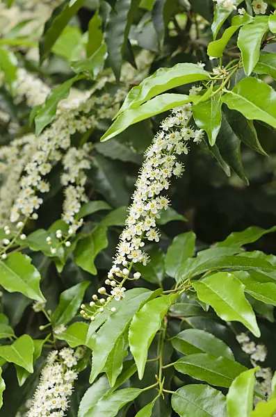 533046 - Portugal laurel (Prunus lusitanica)