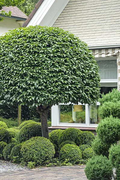 558189 - Portugal laurel (Prunus lusitanica) and common boxwood (Buxus sempervirens 'Arborescens')