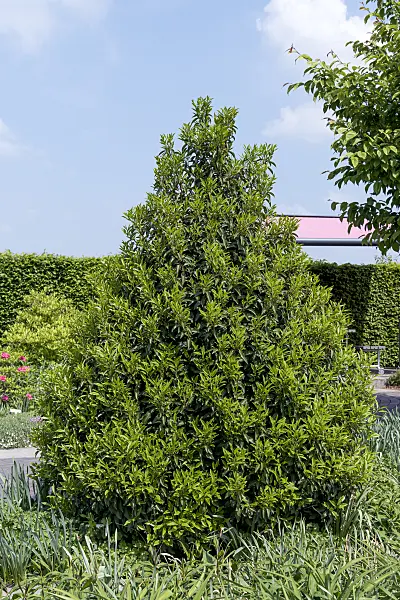 625326 - Portugal laurel (Prunus lusitanica 'Angustifolia')