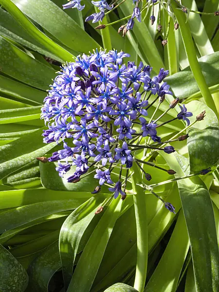 400017 - Portuguese squill (Scilla peruviana)